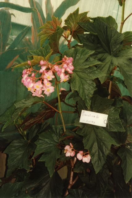 B. ‘Christina Grace’